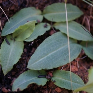 Chiloglottis reflexa at Acton, ACT - 4 May 2014