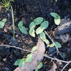 Chiloglottis reflexa at Acton, ACT - suppressed