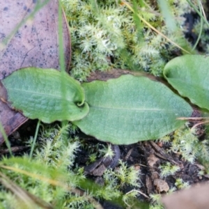 Chiloglottis reflexa at Acton, ACT - suppressed