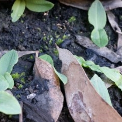 Chiloglottis reflexa (Short-clubbed Wasp Orchid) at ANBG South Annex - 4 May 2014 by AaronClausen