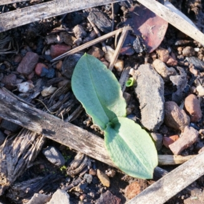 Chiloglottis reflexa (Short-clubbed Wasp Orchid) at ANBG South Annex - 4 May 2014 by AaronClausen