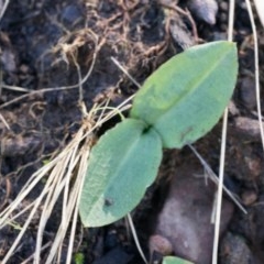 Chiloglottis reflexa (Short-clubbed Wasp Orchid) at Acton, ACT - 4 May 2014 by AaronClausen