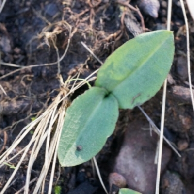 Chiloglottis reflexa (Short-clubbed Wasp Orchid) at Acton, ACT - 4 May 2014 by AaronClausen