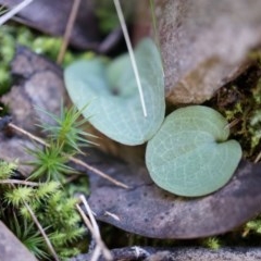 Cyrtostylis reniformis (Common Gnat Orchid) at Acton, ACT by AaronClausen