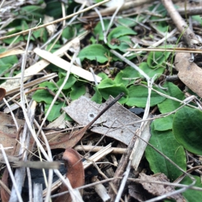 Chiloglottis reflexa (Short-clubbed Wasp Orchid) at Canberra Central, ACT - 10 May 2014 by AaronClausen