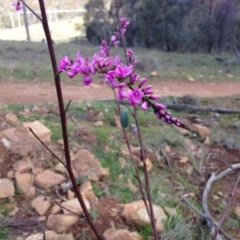 Indigofera australis subsp. australis (Australian Indigo) at Hackett, ACT - 14 Sep 2013 by AaronClausen