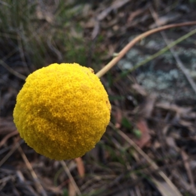 Craspedia variabilis (Common Billy Buttons) at Canberra Central, ACT - 14 Oct 2013 by AaronClausen