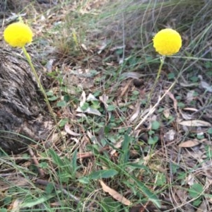 Craspedia variabilis at Canberra Central, ACT - suppressed