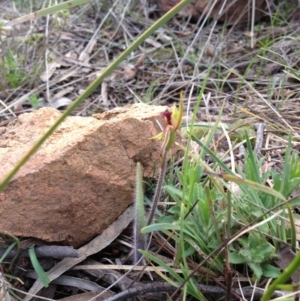 Caladenia actensis at suppressed - suppressed