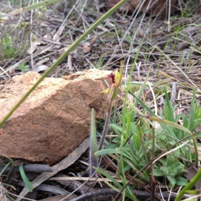 Caladenia actensis (Canberra Spider Orchid) at Hackett, ACT - 15 Sep 2013 by AaronClausen