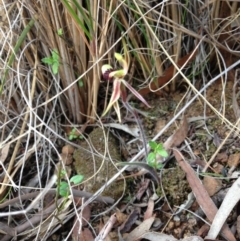 Caladenia actensis at suppressed - suppressed