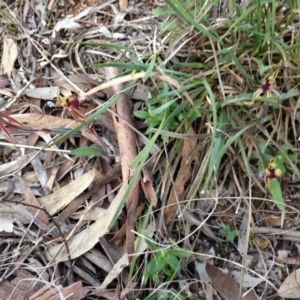 Caladenia actensis at suppressed - 15 Sep 2013