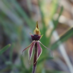 Caladenia actensis (Canberra Spider Orchid) at GG224 - 18 Sep 2013 by AaronClausen