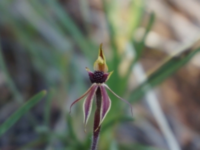 Caladenia actensis (Canberra Spider Orchid) at  - 1 Jan 1900 by AaronClausen