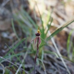 Caladenia actensis at suppressed - 18 Sep 2013