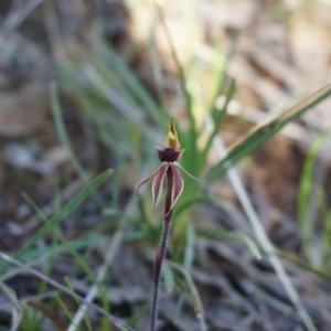 Caladenia actensis at suppressed - 18 Sep 2013