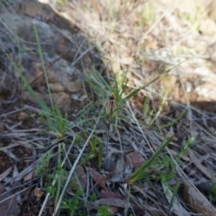 Caladenia actensis at Hackett, ACT - 18 Sep 2013