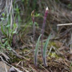 Caladenia actensis (Canberra Spider Orchid) at Mount Majura - 22 Sep 2013 by AaronClausen