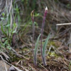 Caladenia actensis (Canberra Spider Orchid) by AaronClausen