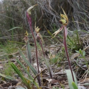 Caladenia actensis at suppressed - 22 Sep 2013