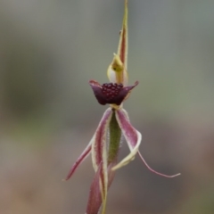 Caladenia actensis at suppressed - 22 Sep 2013