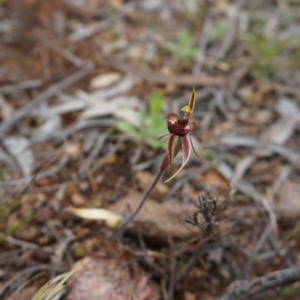 Caladenia actensis at suppressed - 22 Sep 2013