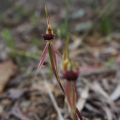 Caladenia actensis (Canberra Spider Orchid) by AaronClausen