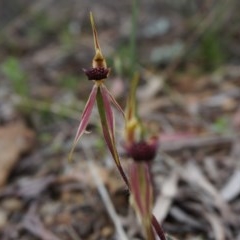 Caladenia actensis (Canberra Spider Orchid) at Hackett, ACT - 22 Sep 2013 by AaronClausen