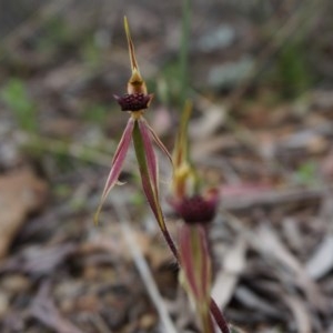 Caladenia actensis at suppressed - suppressed