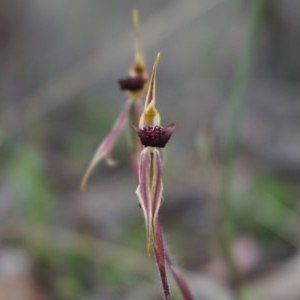 Caladenia actensis at suppressed - suppressed