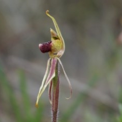 Caladenia actensis at suppressed - suppressed