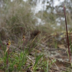 Caladenia actensis at suppressed - suppressed