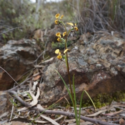 Diuris pardina (Leopard Doubletail) at Mount Majura - 22 Sep 2013 by AaronClausen