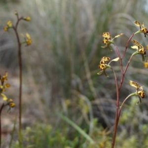 Diuris pardina at Hackett, ACT - suppressed