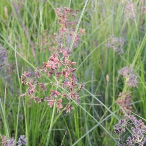 Cyperus concinnus at Gordon, ACT - 13 Dec 2012