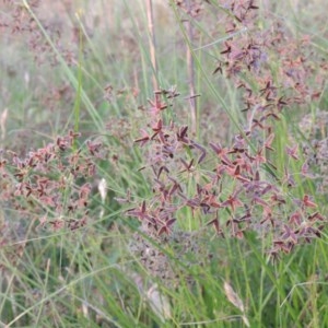 Cyperus concinnus at Gordon, ACT - 13 Dec 2012