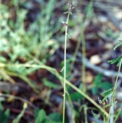 Oxytes brachypoda (Large Tick-trefoil) at Conder, ACT - 21 Dec 2011 by michaelb