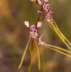 Diuris dendrobioides (Late Mauve Doubletail) at Conder, ACT - 1 Dec 2003 by michaelb