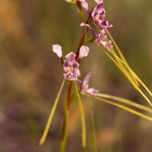 Diuris dendrobioides at suppressed - suppressed