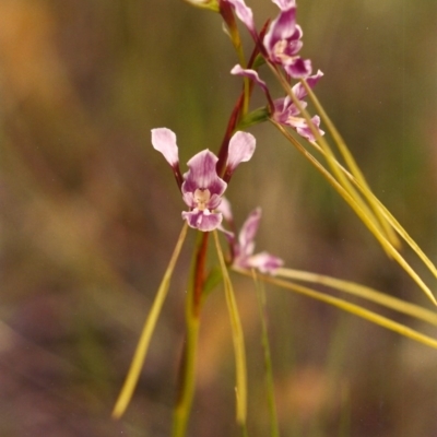 Diuris dendrobioides (Late Mauve Doubletail) at Conder, ACT by MichaelBedingfield