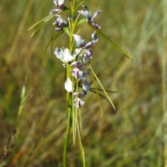 Diuris dendrobioides at suppressed - 4 Dec 1999