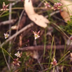 Laxmannia gracilis (Slender Wire Lily) at Conder, ACT - 2 Dec 2003 by MichaelBedingfield