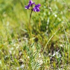 Swainsona behriana (Behr's Swainson-Pea) at Conder, ACT - 22 Oct 1999 by MichaelBedingfield