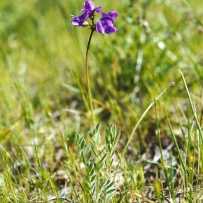 Swainsona behriana (Behr's Swainson-Pea) at Tuggeranong Hill - 22 Oct 1999 by michaelb