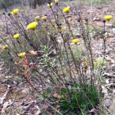 Rutidosis leptorhynchoides (Button Wrinklewort) at Deakin, ACT - 24 May 2014 by JasonC