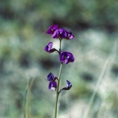 Swainsona recta (Small Purple Pea) at Kambah, ACT - 6 Nov 2002 by michaelb