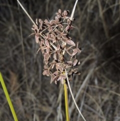 Cyperus concinnus (Trim Flat-sedge) at Pine Island to Point Hut - 17 May 2014 by michaelb