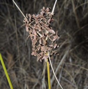 Cyperus concinnus at Gordon, ACT - 17 May 2014