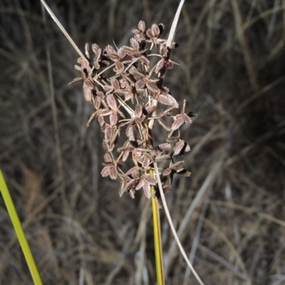 Cyperus concinnus (Trim Flat-sedge) at Gordon, ACT - 17 May 2014 by michaelb