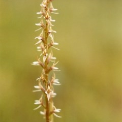 Paraprasophyllum petilum (Tarengo Leek Orchid) at Wallaroo, NSW by michaelb